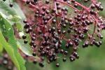 FoodElderberryBerries